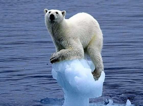 Polar bear killed mother and son